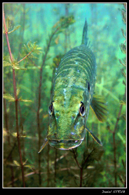 Face to face with an adult pike  :-D by Daniel Strub 