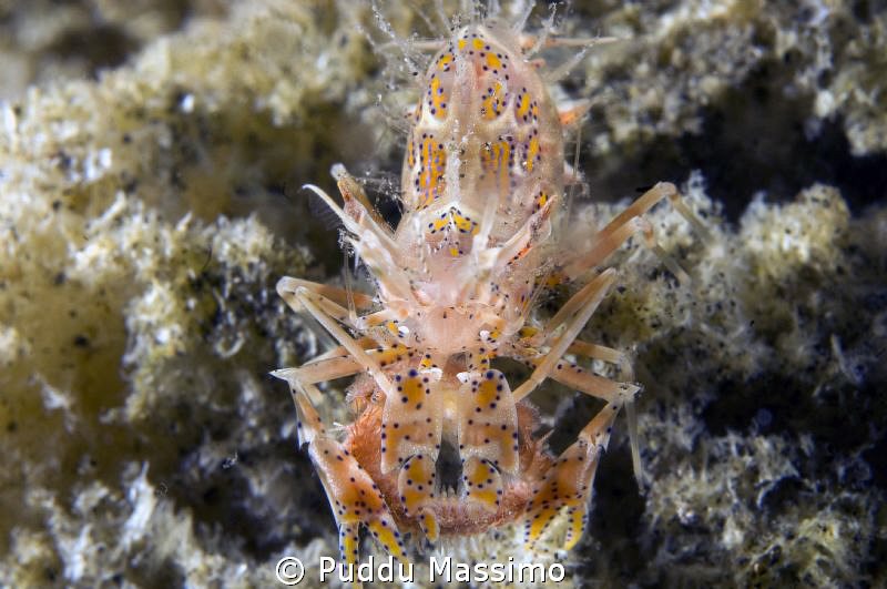 tiger shrimp in lembeh strait,nikon d2x 60mm macro by Puddu Massimo 