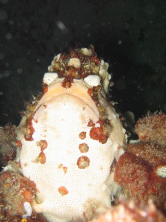 Frogfish - Stringer - Sodwana Bay - South Africa - Canon A80 by Lindsey Smith 