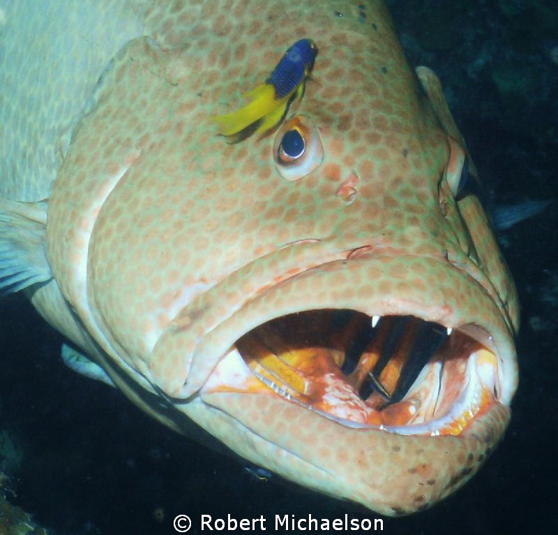 Grouper at a cleaning station just off the Hilma Hooker, ... by Robert Michaelson 