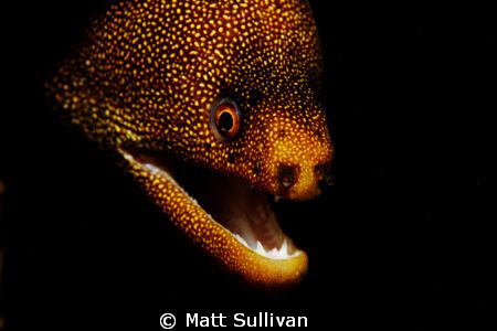 Goldentail Moray by Matt Sullivan 