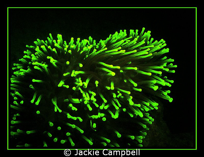 Anenome, taken on a night dive with UV filters. They were... by Jackie Campbell 