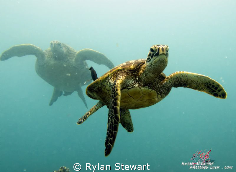 A young honu enjoys a cleaning station under the watchful... by Rylan Stewart 