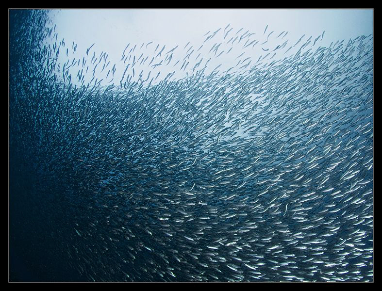 just sardines... by Henry Jager 