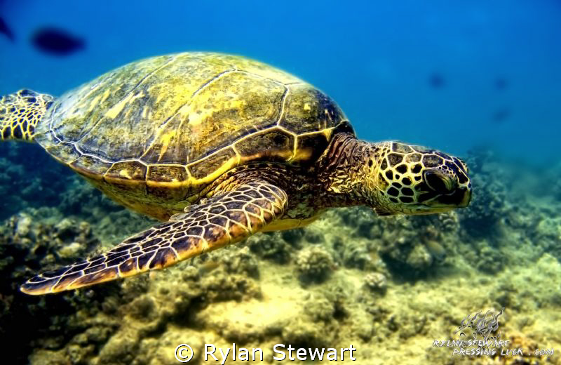 A honu glides by waiting his turn at the cleaning station by Rylan Stewart 