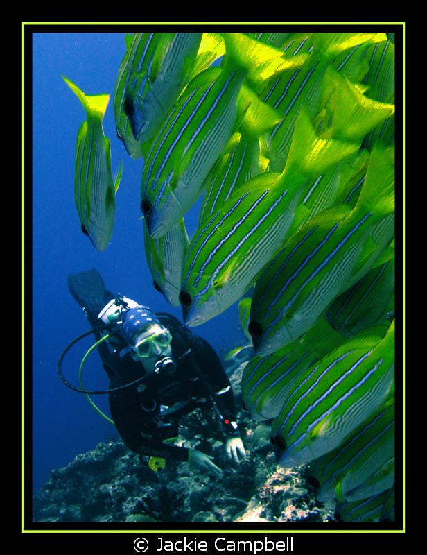 My dive buddy on my 500th dive with a large school of blu... by Jackie Campbell 