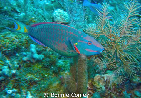 Parrotfish seen in Grand Cayman August 2010.  Photo taken... by Bonnie Conley 