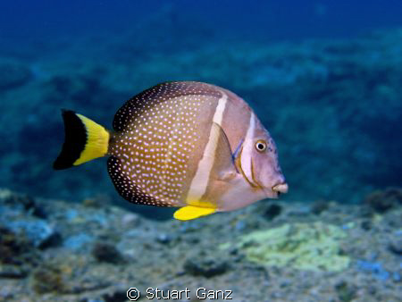 White spotted Surgeonfish taken at Sharks Cove, North sho... by Stuart Ganz 