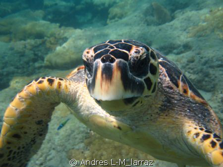 A very curious turtle... by Andres L-M_larraz 