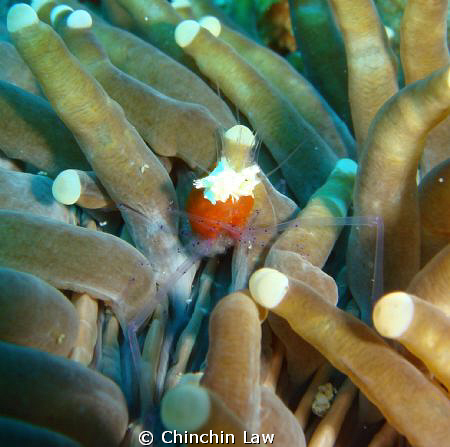 White head/cap shrimp?? It looks cute to me though : ) by Chinchin Law 