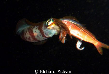 Couldn't really see what was strange about this squid on ... by Richard Mclean 