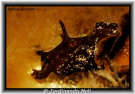 A very nice Aplisia fasciata in the Mediterranean sea. by Ferdinando Meli 