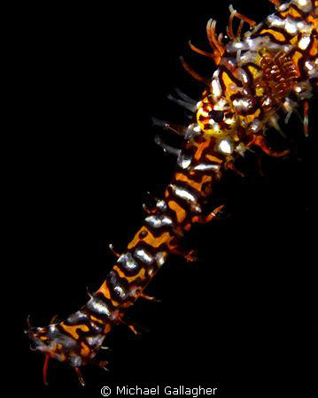 Ornate ghost pipefish portrait, taken whilst muck diving ... by Michael Gallagher 