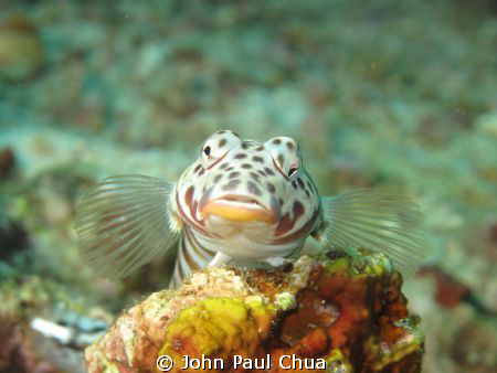 i don't know the name of the fish.Fish looks like posing ... by John Paul Chua 
