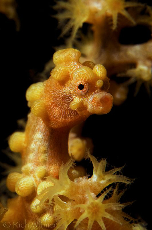 Gold Pygmy Seahorse (Hippocampus bargibanti).  Notice the... by Richard Witmer 