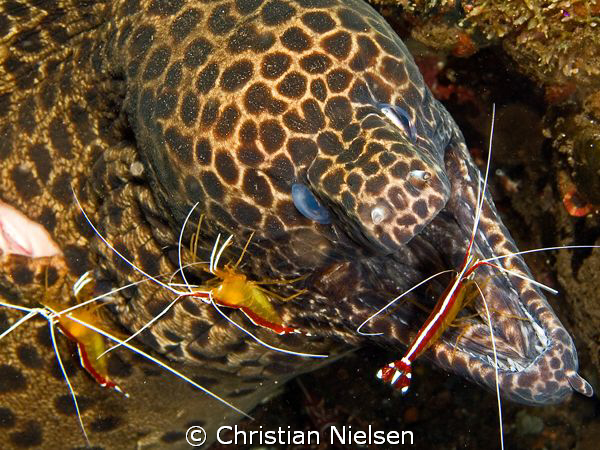 Dangerous job being a cleaner shrimp in this environment,... by Christian Nielsen 
