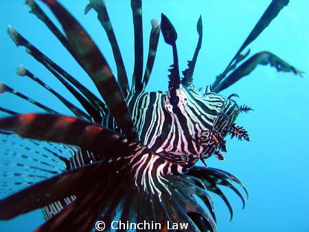 No cropping or photoshop at all ; p Common Lionfish at La... by Chinchin Law 