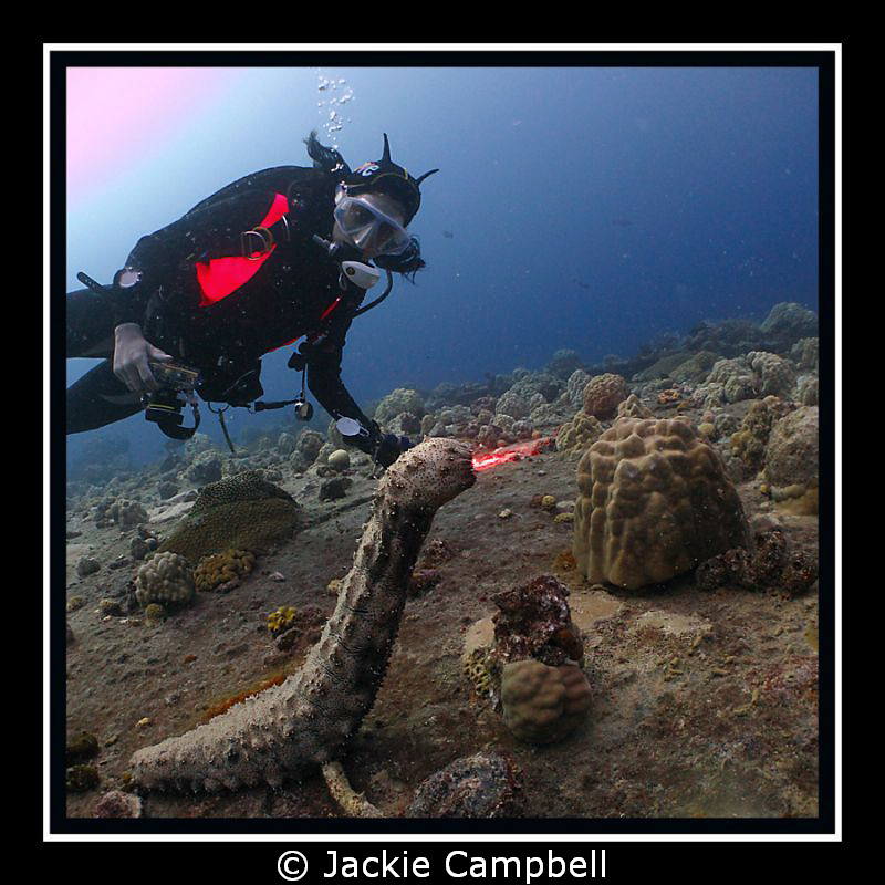 Newly discovered species !!
The fire breathing sea cucum... by Jackie Campbell 