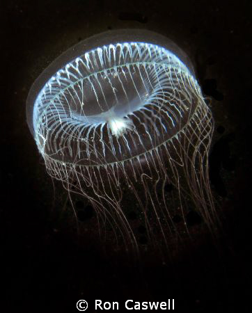 Water Jelly taken at Ansell Point just north of Vancouver... by Ron Caswell 