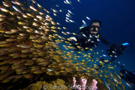 a photographer came across lots of coral fishes by Kandis Semidang 