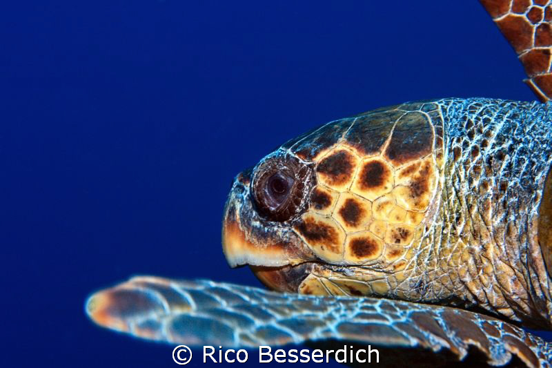 Caretta Caretta ( sea turtle ) by Rico Besserdich 