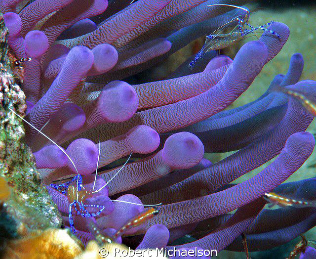 Peterson shrimp on a purple anemone by Robert Michaelson 