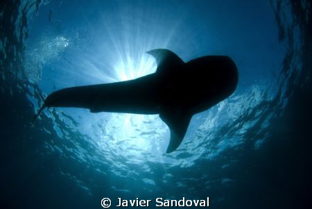 whale shark siluete by Javier Sandoval 