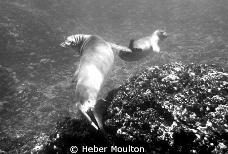 Two Hawaiian Monk Seals by Heber Moulton 
