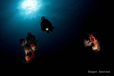 Corals from the darkness by Sangut Santoso 