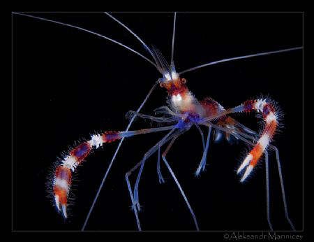 Defile

Banded boxer shrimp by Aleksandr Marinicev 