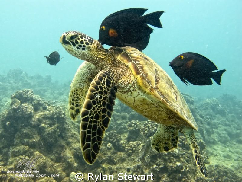 A small Honu gets cleaned by Rylan Stewart 