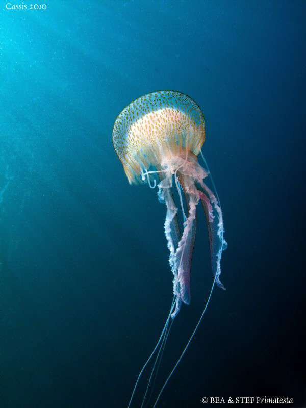 Jellyfish (Pelagia noctiluca). by Bea & Stef Primatesta 