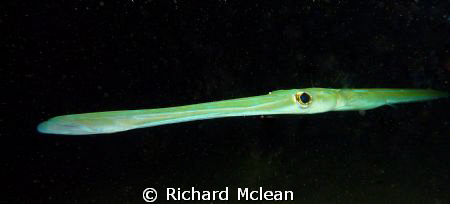 Cornet fish approaches my camera.......good example of le... by Richard Mclean 