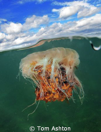 Lions mane jelly. Shot using a port extension I construct... by Tom Ashton 