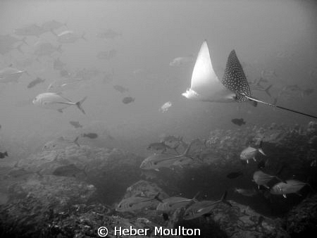 Spotted  Eagle Ray among a school of bigeye trevally by Heber Moulton 