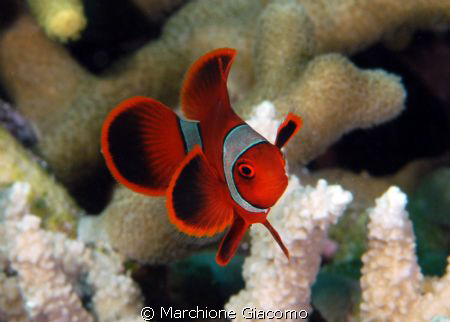 Tiny clownfish
Nikon D200 , 60 macro, twin strobo
Wakat... by Marchione Giacomo 