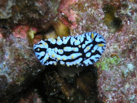 Fried Egg Nudibranch taken with an Olympus C-5060 off the... by Tim Clark 