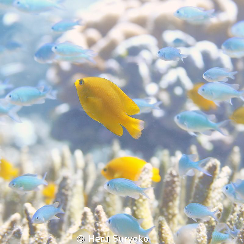 reeflife by Heru Suryoko 