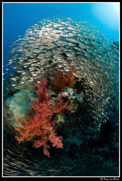 Glassfish and soft coral. by Dray Van Beeck 