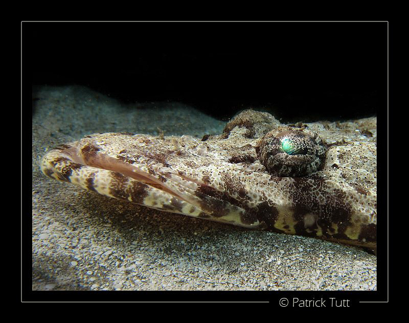 Crocodilefish with its persant glance - Egypt - Canon S90... by Patrick Tutt 