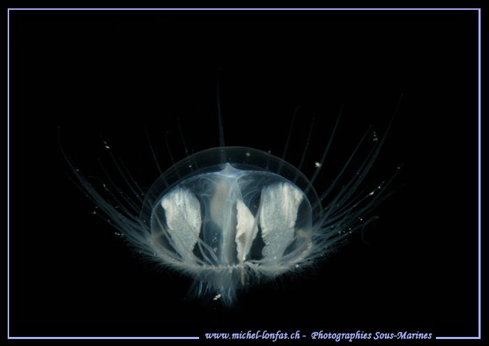Little FreshWater Jelly Fish... The Weather conditions th... by Michel Lonfat 