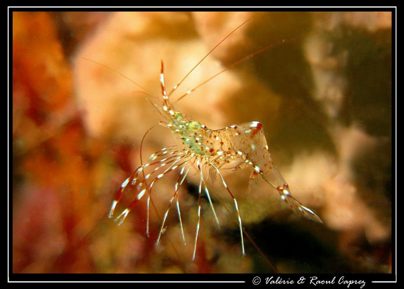 Shrimp dancing for me ! Nice moment :-) by Raoul Caprez 