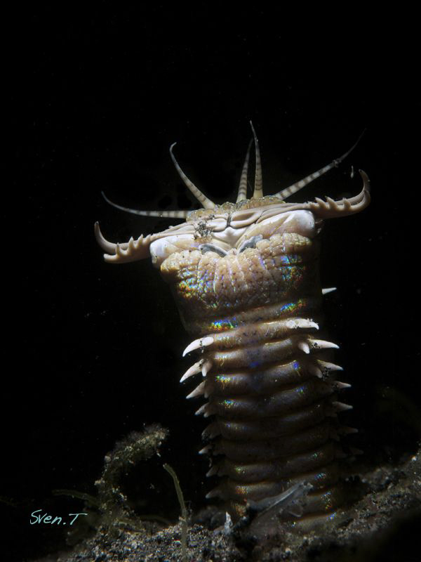 Bobbit worm, scary guy...(snoot) by Sven Tramaux 