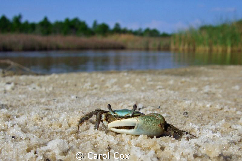Green Fiddler Crab by Carol Cox 