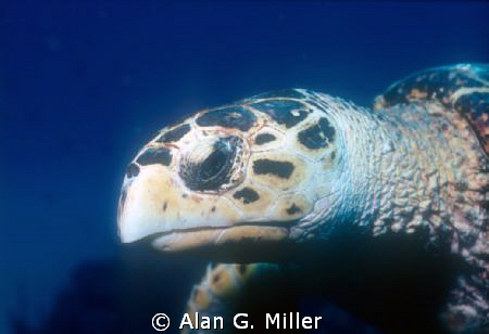 Turtle close up..... shot with a Nikonos RS, 50 mm macro ... by Alan G. Miller 