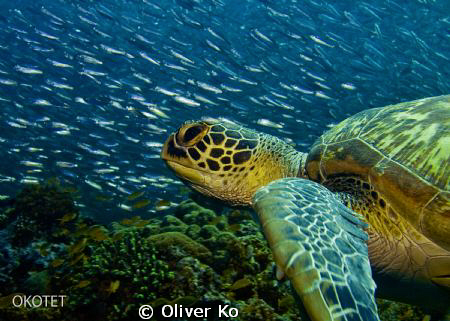 found this turtle on the reef swimming with a swarm of sa... by Oliver Ko 