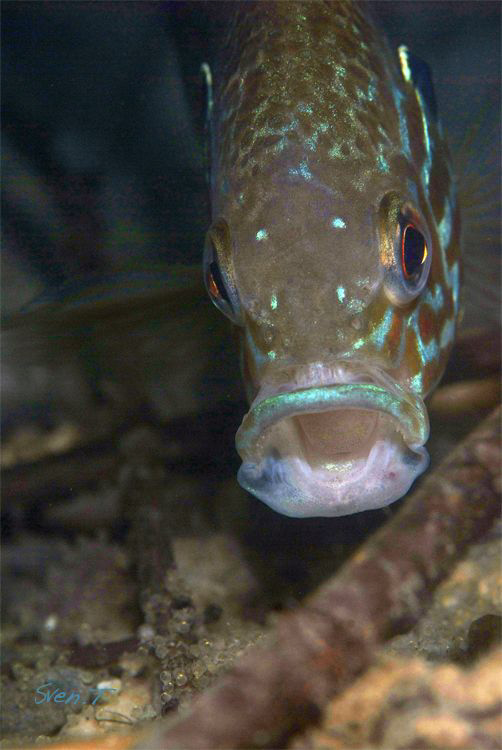 Mister pumpkinseed blowing over it's eggs by Sven Tramaux 