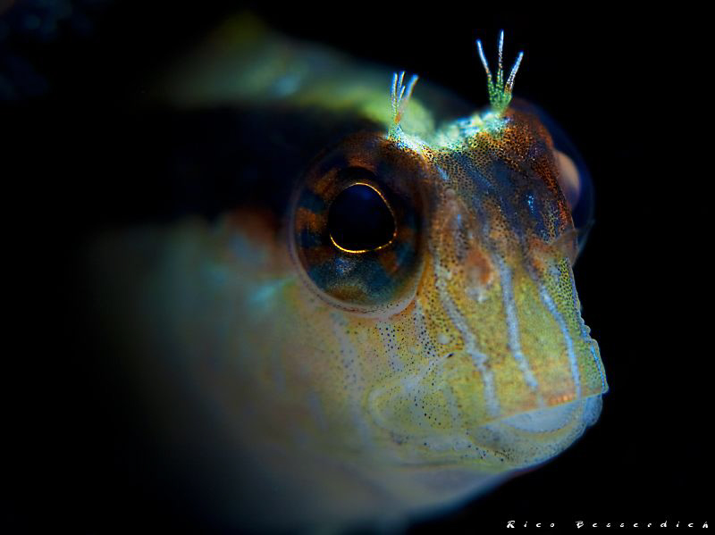 Blenny face by Rico Besserdich 