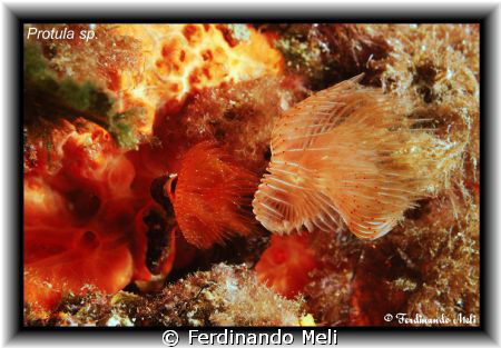 Two sea worms Protula tubularia. by Ferdinando Meli 