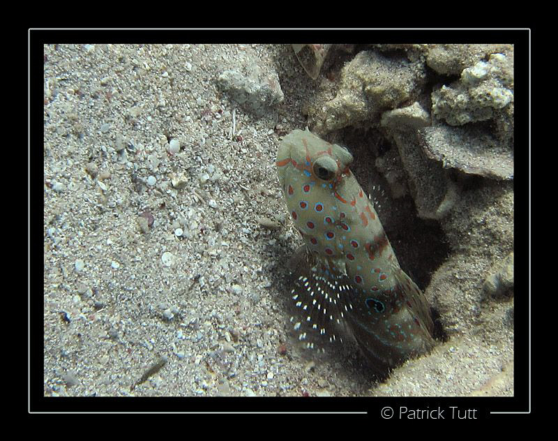 Goby in Marsa Shagra - Egypt - Canon S90, natural light by Patrick Tutt 
